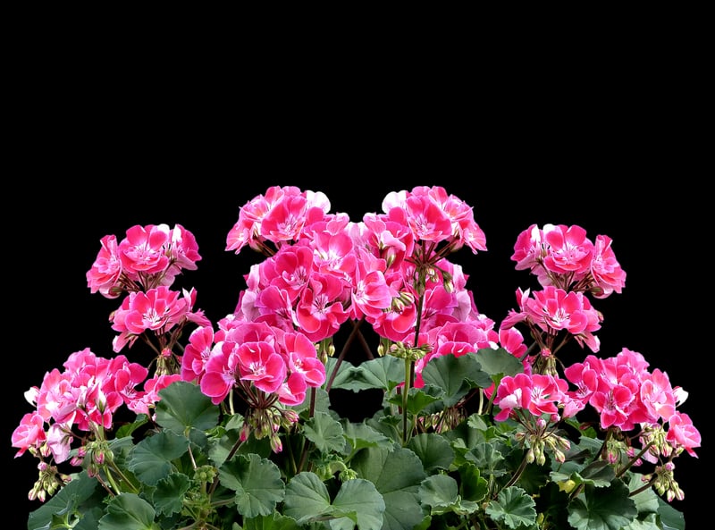 Flowers for Balcony