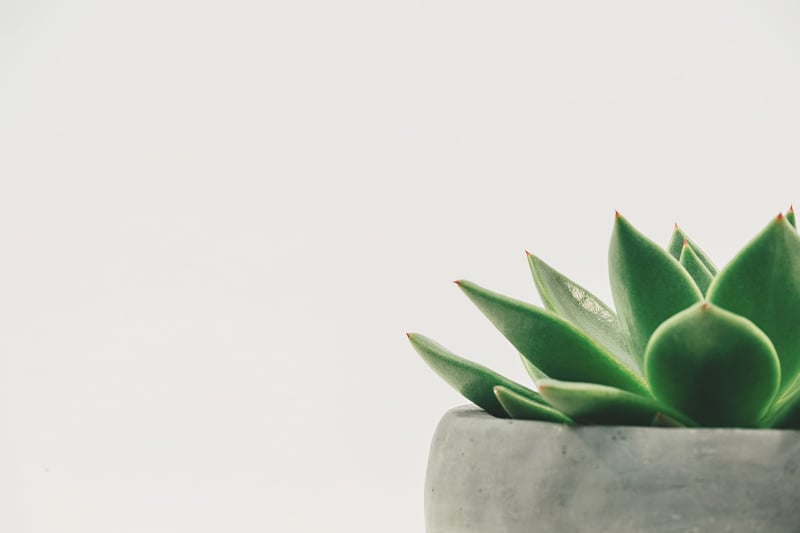 Succulents for Indoors